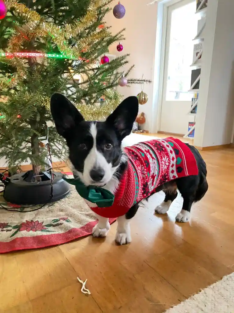 A black and white corgi stands in front of a decorated Christmas tree wearing a red holiday sweater with snowflake patterns…