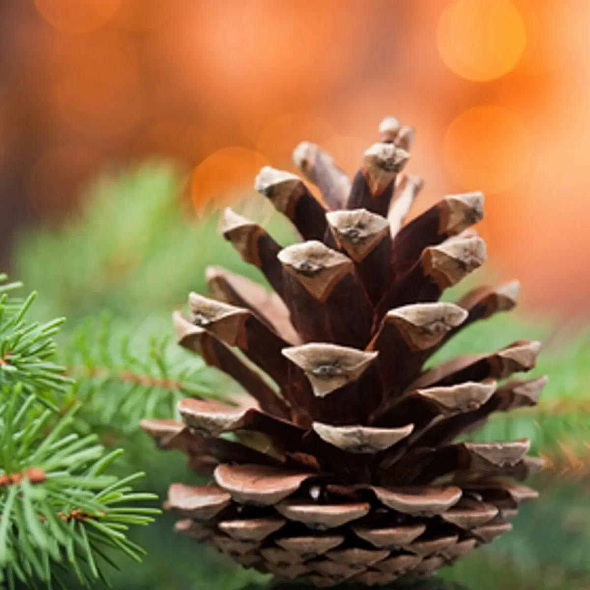 A close-up photograph of a brown pine cone attached to a green pine branch, set against a warm, out-of-focus orange…
