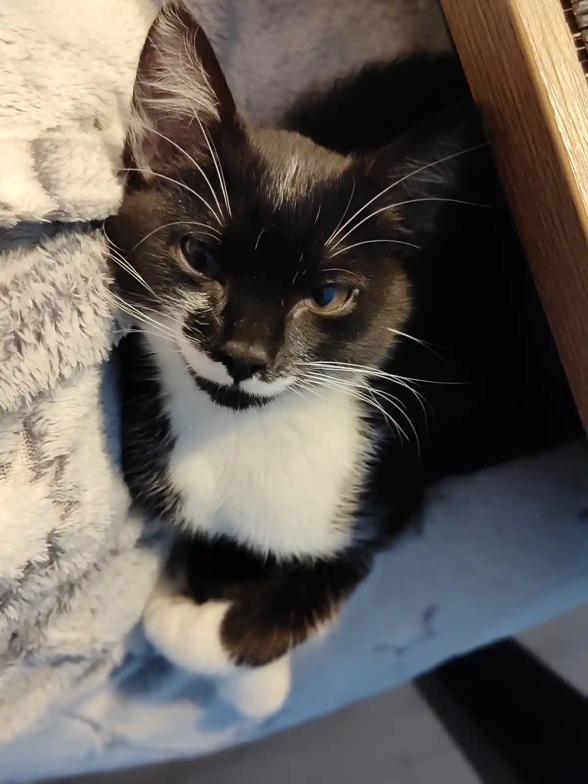 The Dapper Little Gentleman