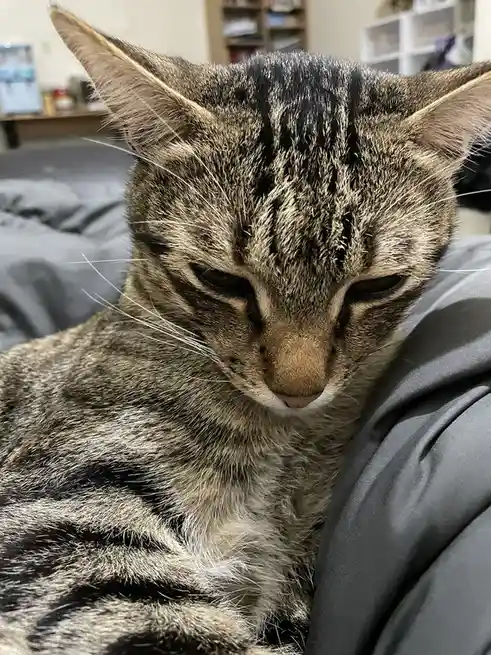A close-up photo of a tabby cat with a visibly tired, half-lidded expression, resting on a gray blanket. The cat's fur has…