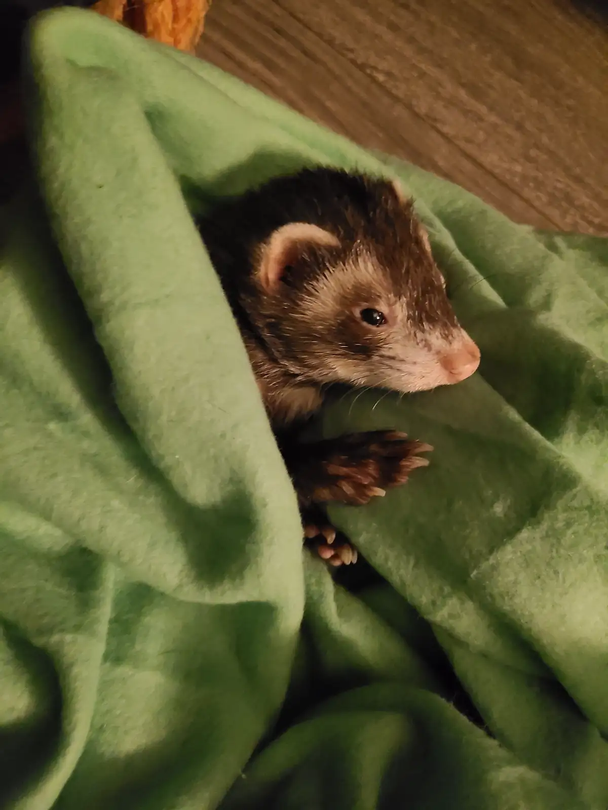 A small ferret with dark brown and white fur peeks out from under a green blanket, its head and front paws visible, looking…