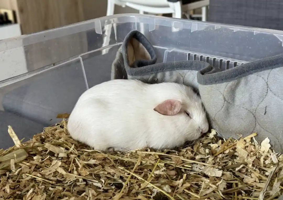 Meet Bunina: The Cutest Companion