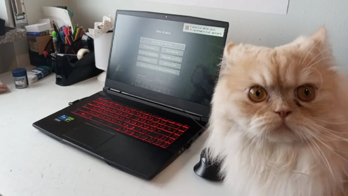 Meet MY CAT!