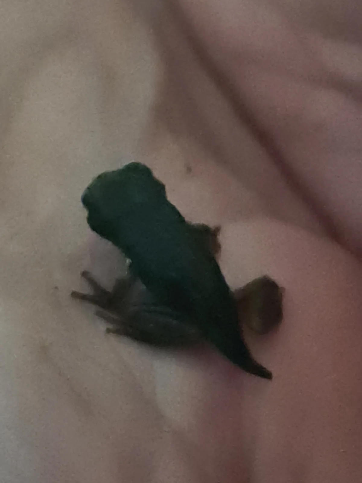 A small, dark green frog is sitting on a person's bare skin, which appears to be their chest or stomach. The image is…