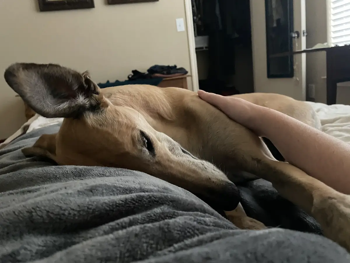 The Adorable Intermission Pup
