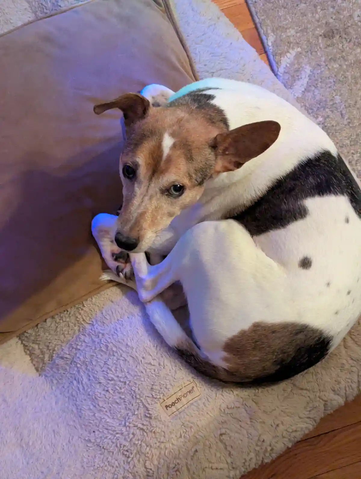 A white, brown, and black dog is curled up on a fluffy beige dog bed, resting its head on its paws while looking up with a…