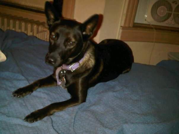 Goodnight, Sweet Violet: A Heartfelt Farewell