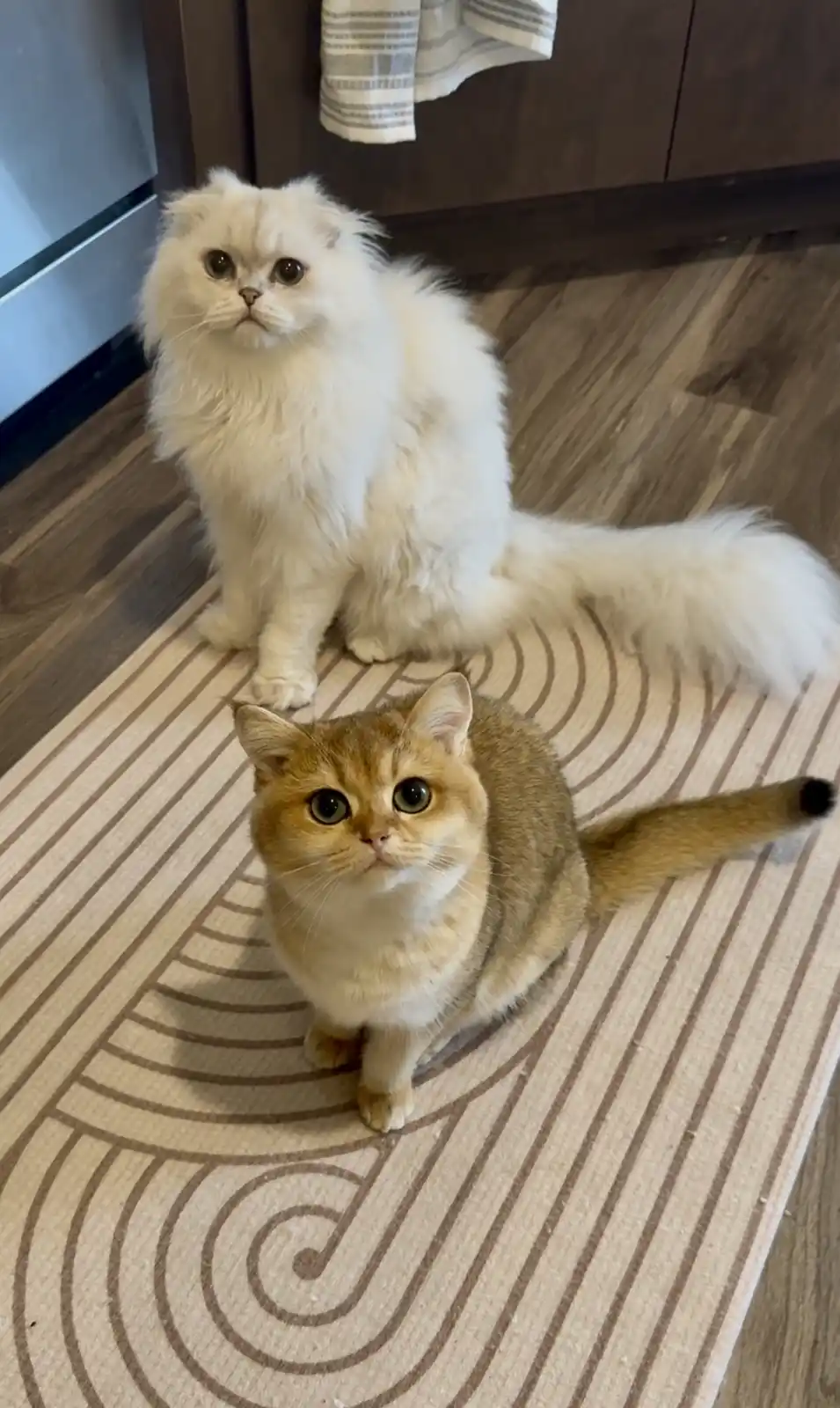 Two cats sit on a patterned rug in a kitchen: a fluffy white Persian in the back and a golden tabby in the front, both…