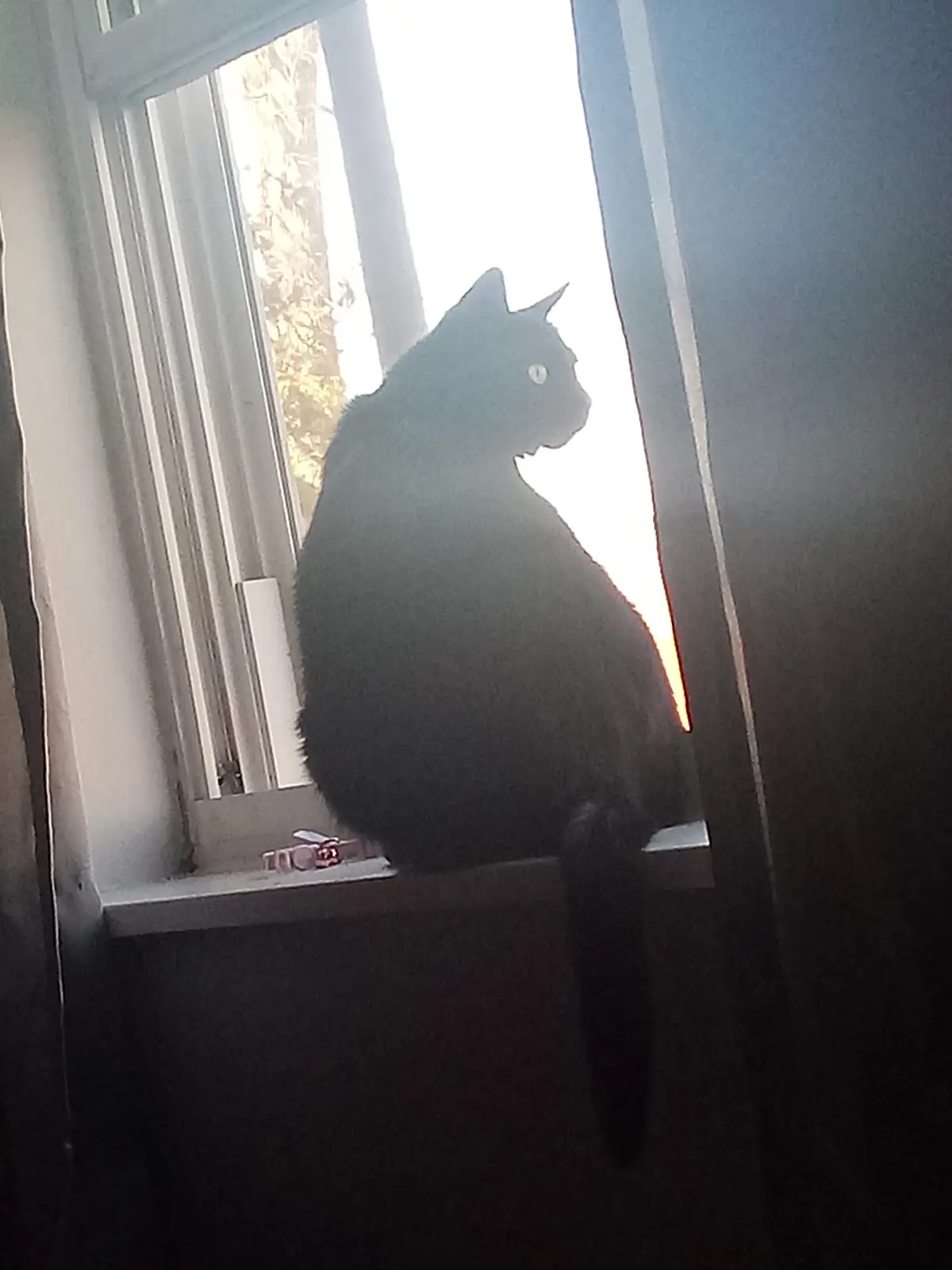 A black cat sits in silhouette on a windowsill, facing outward toward bright sunlight, with its eye visible and glowing. The…