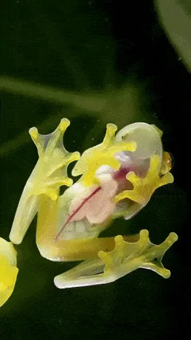The image is a four-panel vertical collage showing a glass frog, with text overlays explaining its transparent underside…