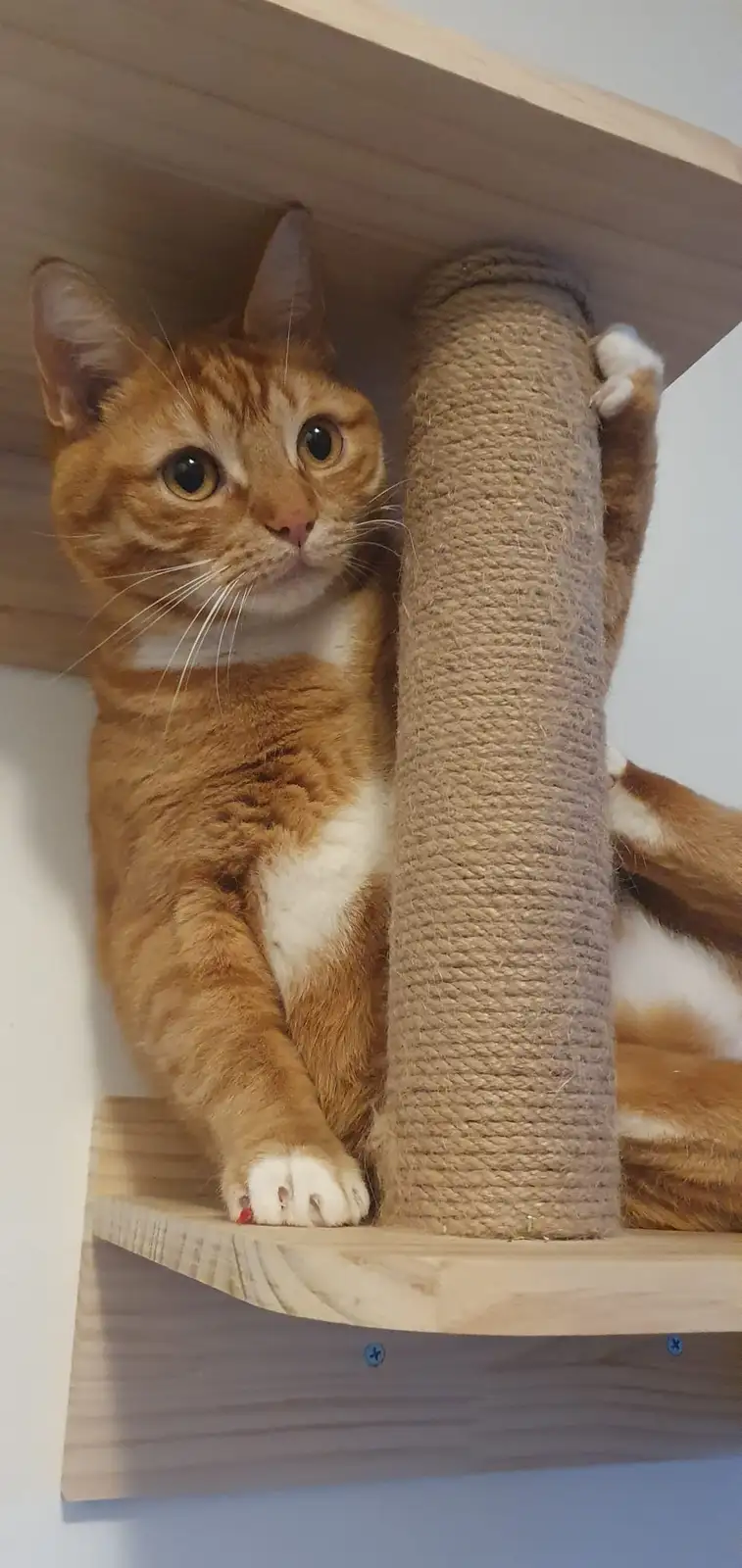An orange tabby cat with white markings is perched on a wooden shelf of a cat tree, one paw resting on a sisal scratching…