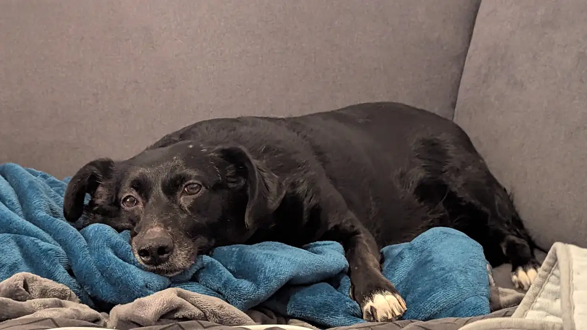 A black dog with a tired expression lies on a blue blanket on a gray couch, looking directly at the camera. The overlaid…