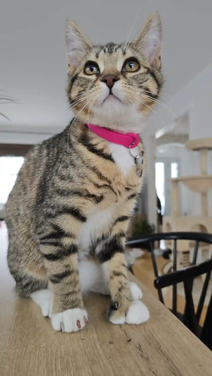 A tabby cat with white paws and a pink collar sits upright on a wooden table, looking upward with wide, innocent eyes. Its…