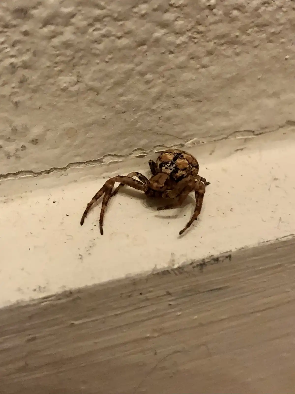 The Intriguing World of Crab Spiders 2