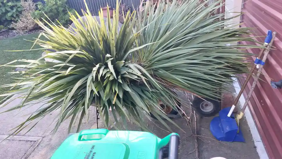 A large, leafy yucca plant is shown sitting on a wheeled cart in a backyard, its foliage spread out widely. The plant…