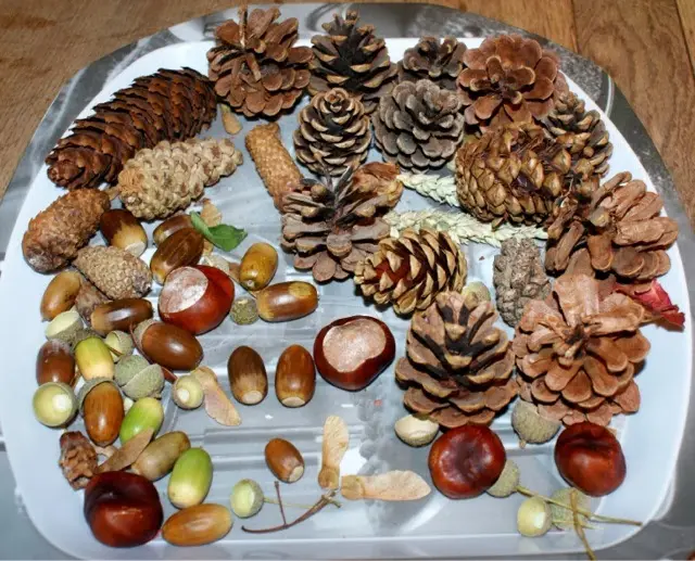 a white tray holds a variety of autumnal items including pinecones, acorns, chestnuts, and other nuts and seeds. overlaid…