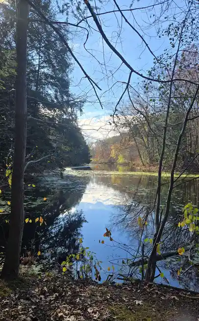 A serene autumn forest scene with a calm pond reflecting the blue sky and trees, framed by bare branches and fallen leaves…