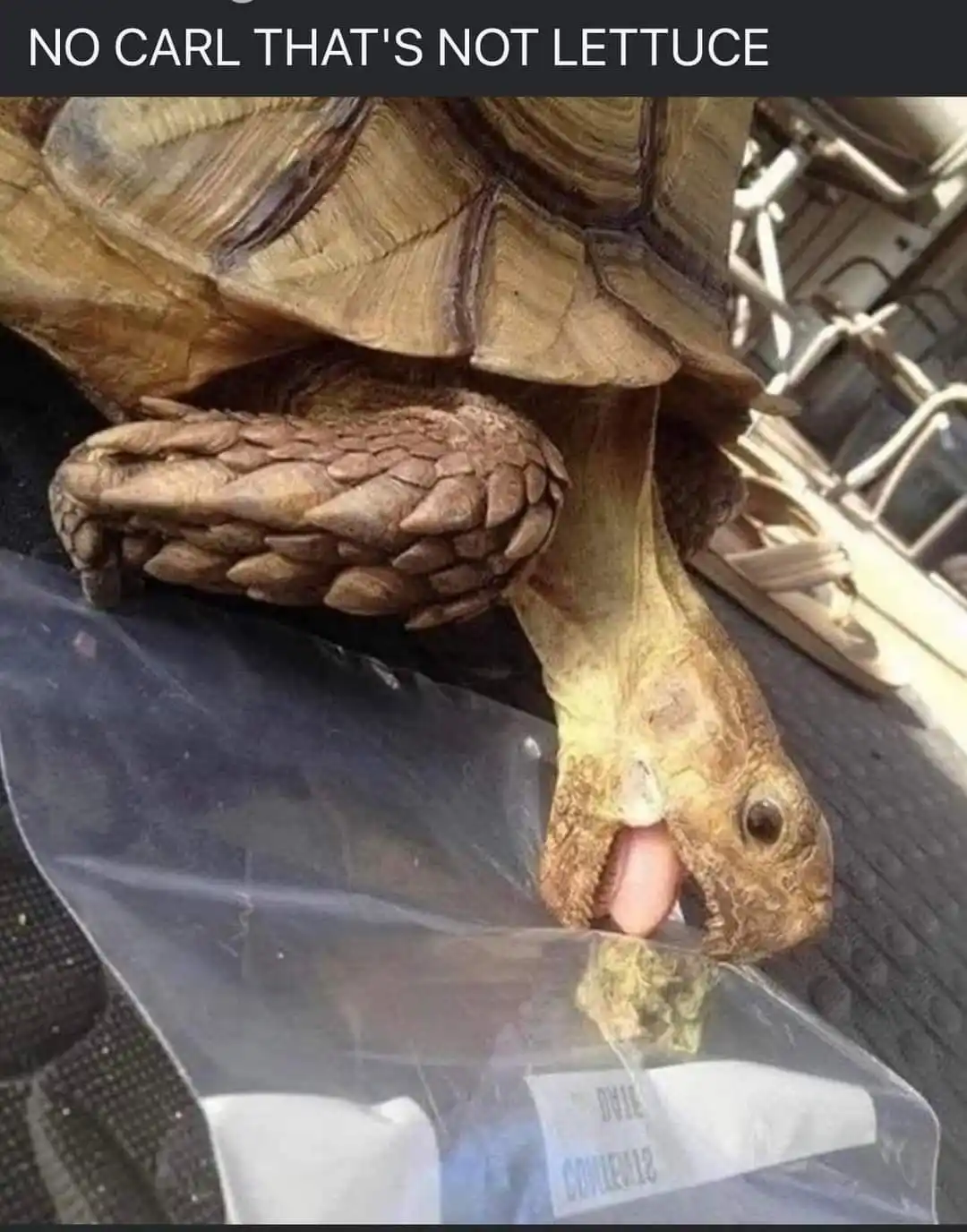 A close-up photo shows a tortoise with its mouth open, licking a green leafy substance from inside a clear plastic bag. The…