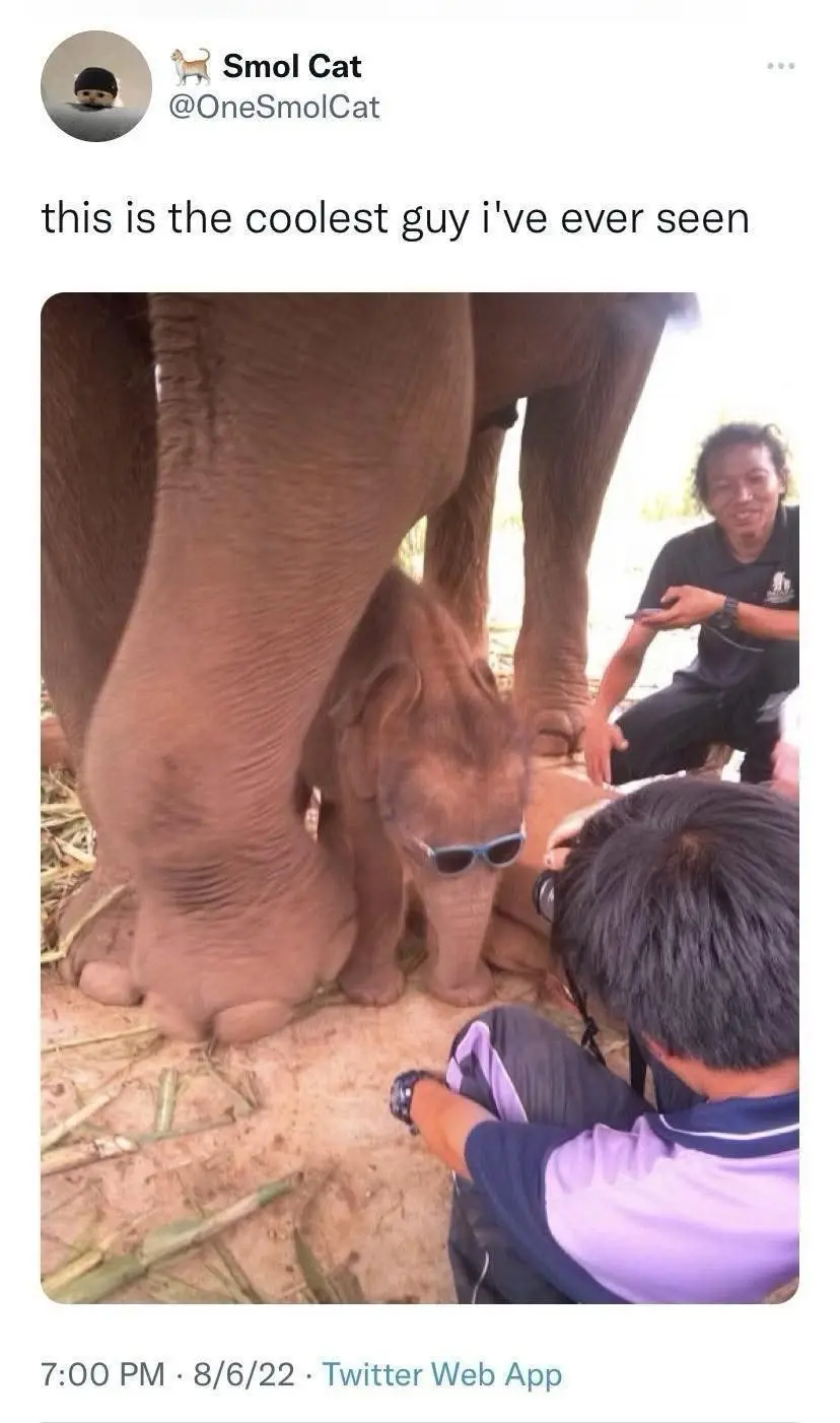 A small baby elephant wearing blue sunglasses stands under the legs of a larger adult elephant, while two people crouch…