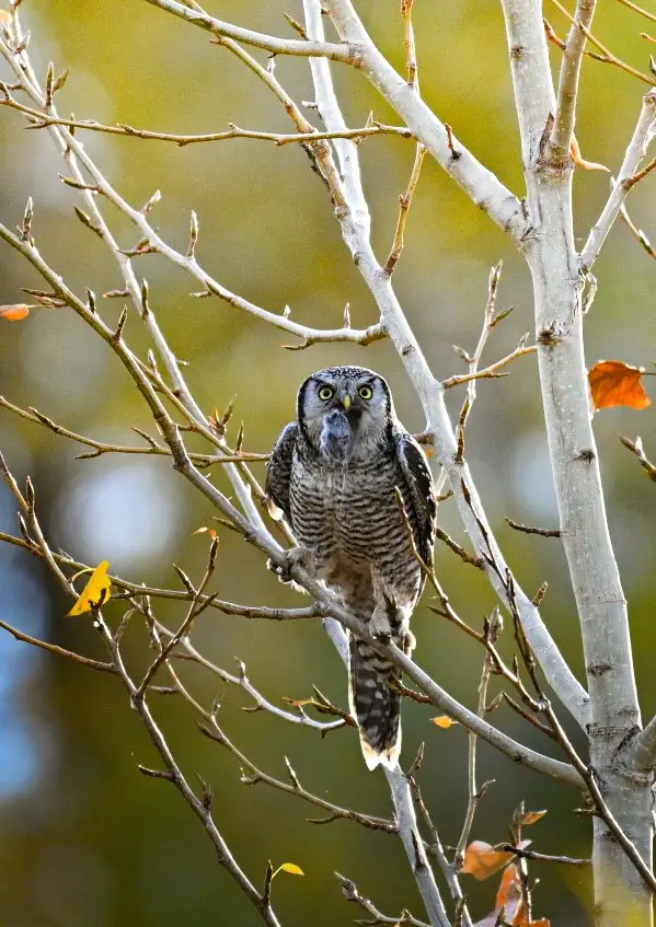 A close-up photo of a northern hawk owl perched on a bare tree branch with sparse autumn leaves, its head tilted and beak…