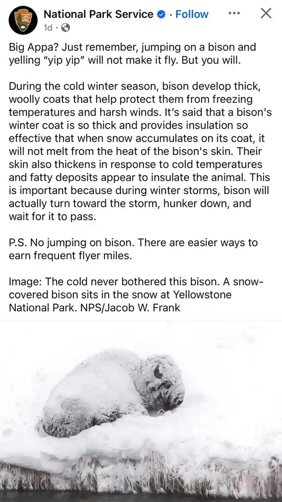A snow-covered bison is curled up and resting in a snowy landscape, its thick fur and body blanketed in white snow. The…