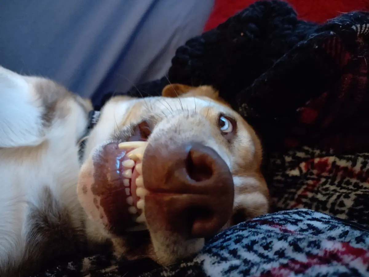 A close-up photo of a light brown and white dog lying on its back on patterned blankets, looking up with wide eyes and its…