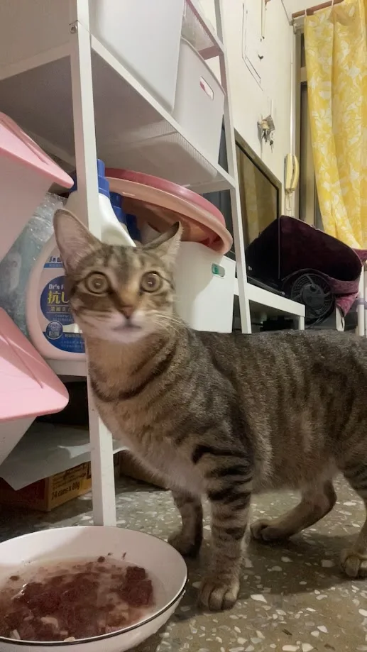 A tabby cat with wide, startled eyes stares directly at the camera, standing beside a bowl of wet food on a speckled floor…