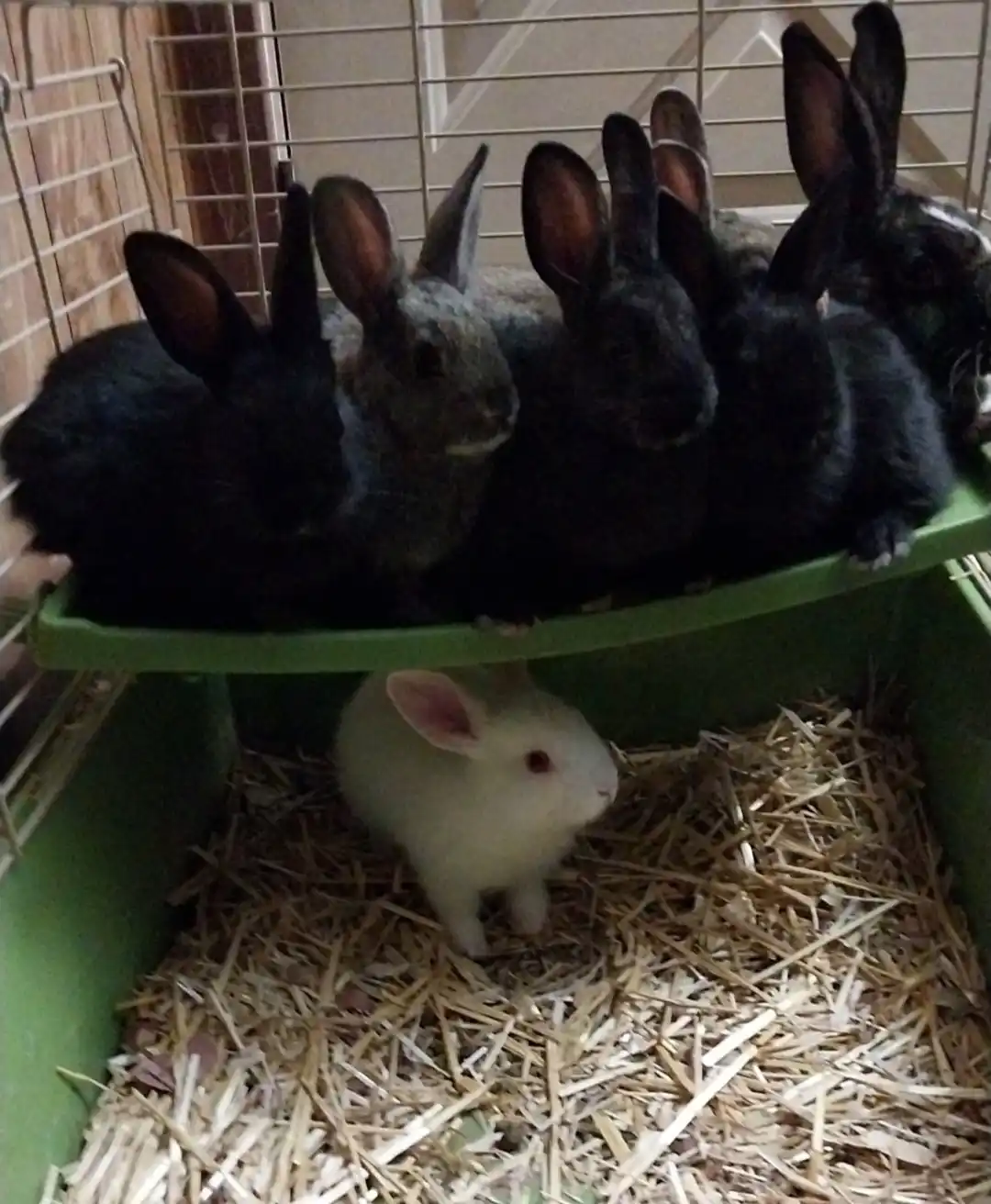 A group of dark-furred rabbits are crowded together on a green elevated platform inside a wire cage, while a single white…