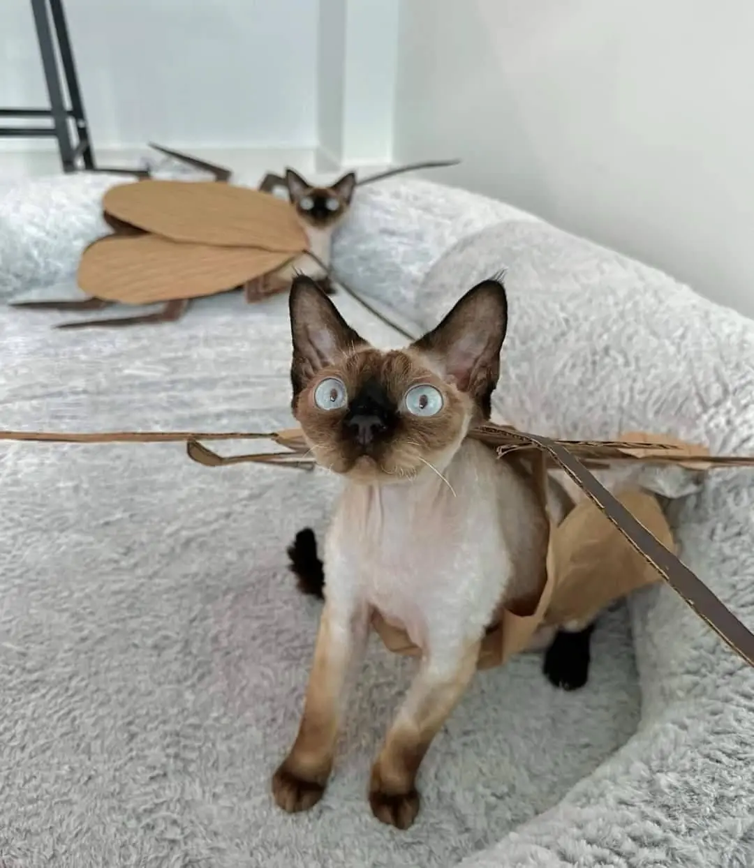 Two cats, one in the foreground and one in the background, are dressed in cardboard cockroach costumes with wings and…