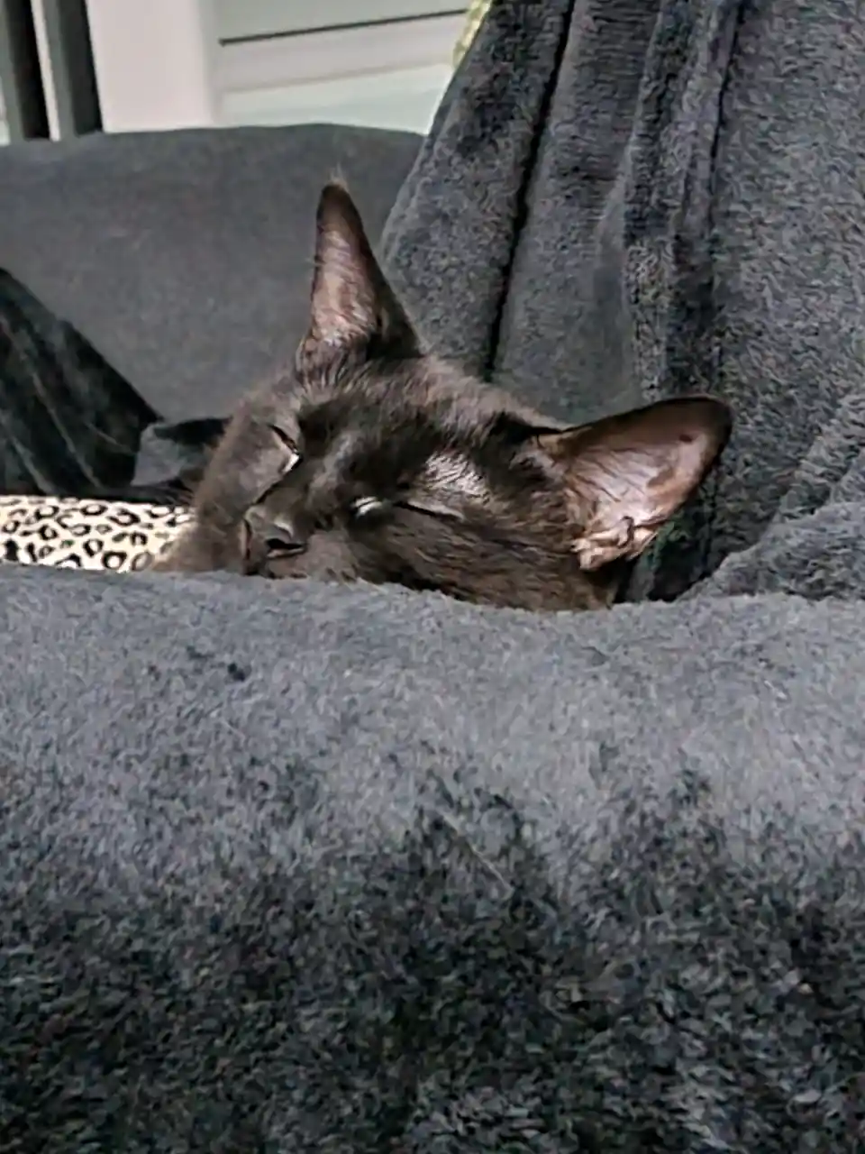 A black cat is sleeping peacefully with its eyes closed, nestled under a dark gray blanket on a couch. A leopard-print…