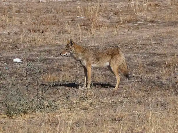 Spotted: A Coyote on the New River Trail