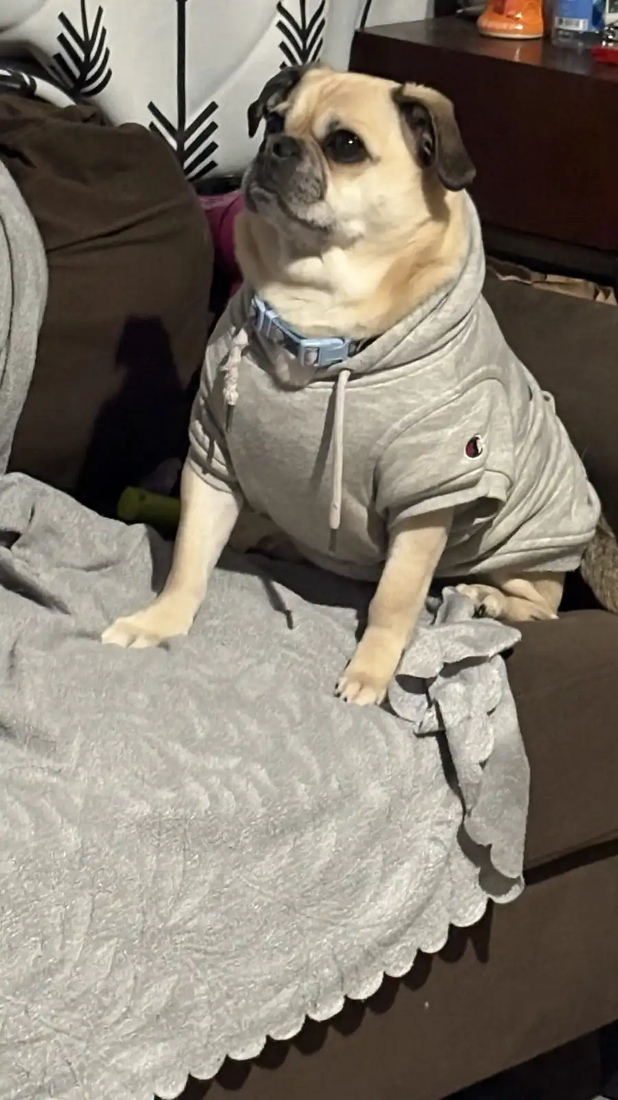 A fawn-colored pug dog wearing a grey Champion brand hoodie sits upright on a brown couch, looking upward with a bored or…