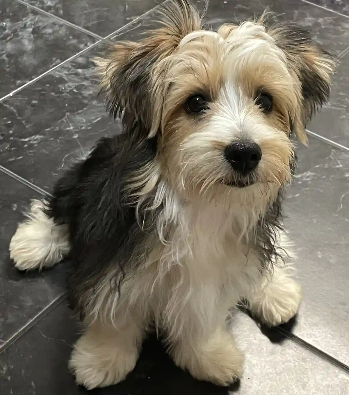 A small, fluffy dog with a mix of black, white, and tan fur sits on a dark gray tiled floor, looking directly at the camera…