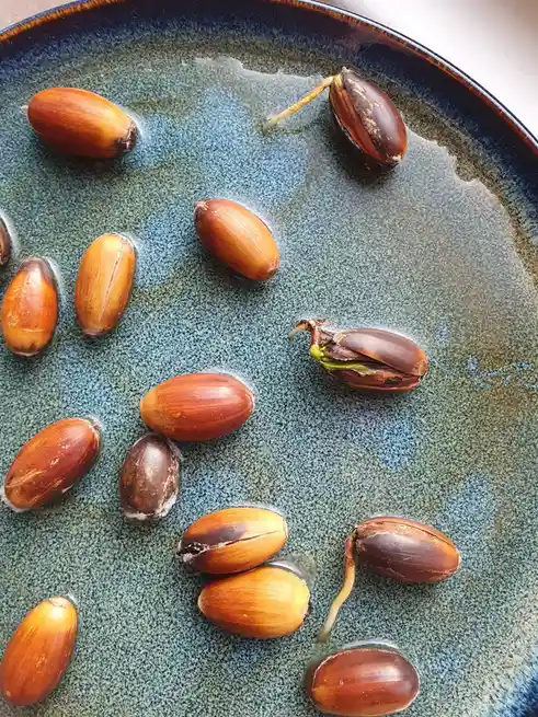 Several brown, oval-shaped seeds float in water on a speckled blue ceramic plate. A few seeds have sprouted with visible…
