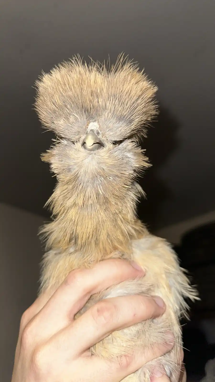 A close-up photo shows a person holding a silkie chicken, which has a distinctive fluffy, messy crest of feathers covering…