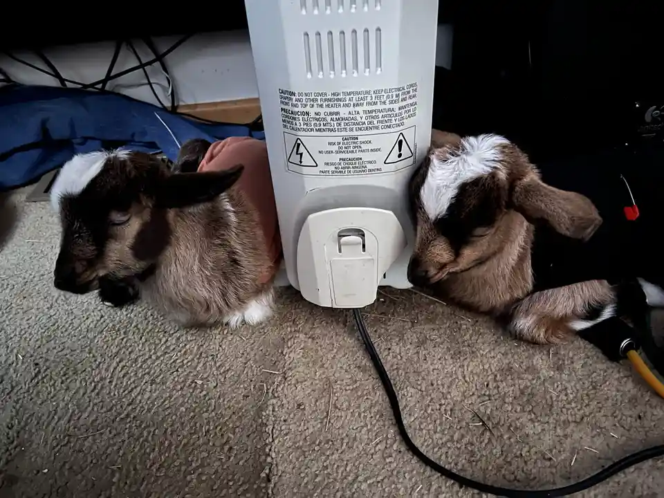 Baby Goats Relishing Their Final Day Indoors