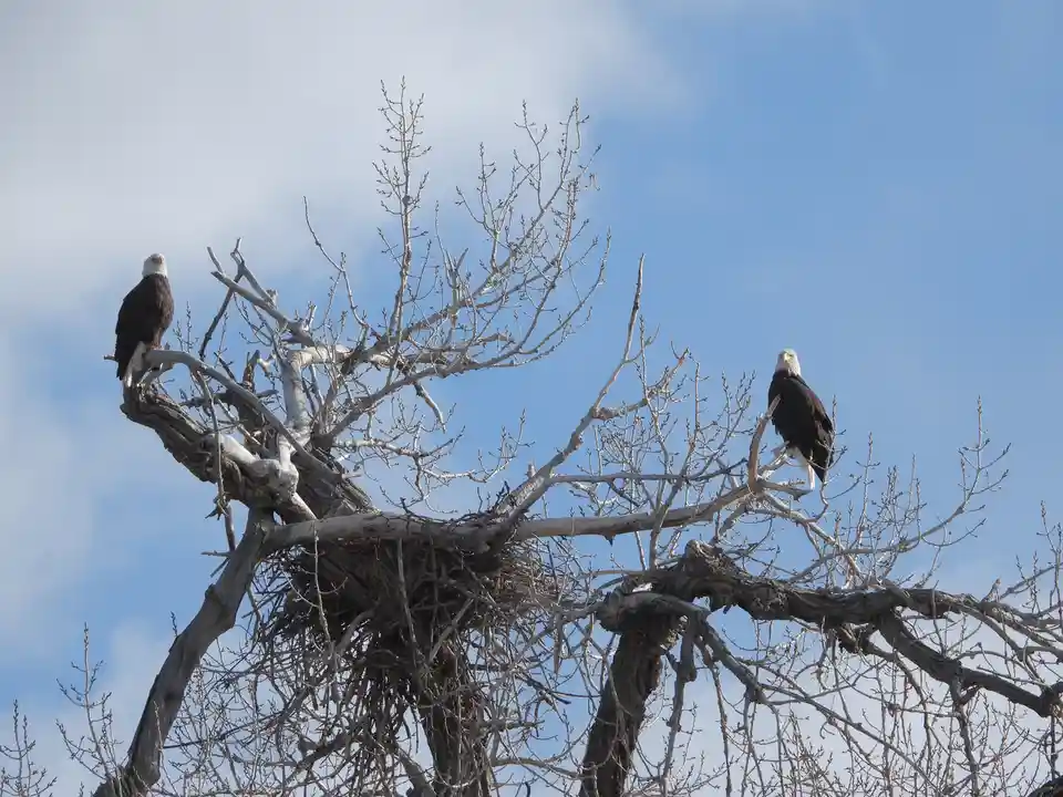 Two bald eagles perch on separate branches of a leafless, gnarled tree against a blue sky with scattered clouds. A large…