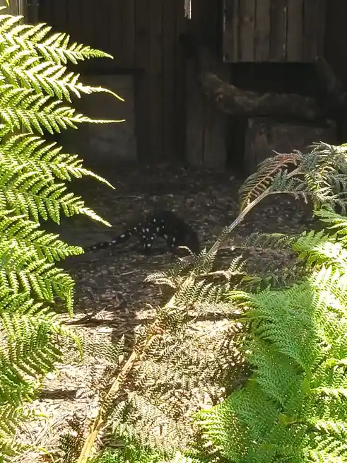 A dark-furred, spotted marsupial, likely a Tasmanian devil, is seen walking through a shaded enclosure framed by bright…