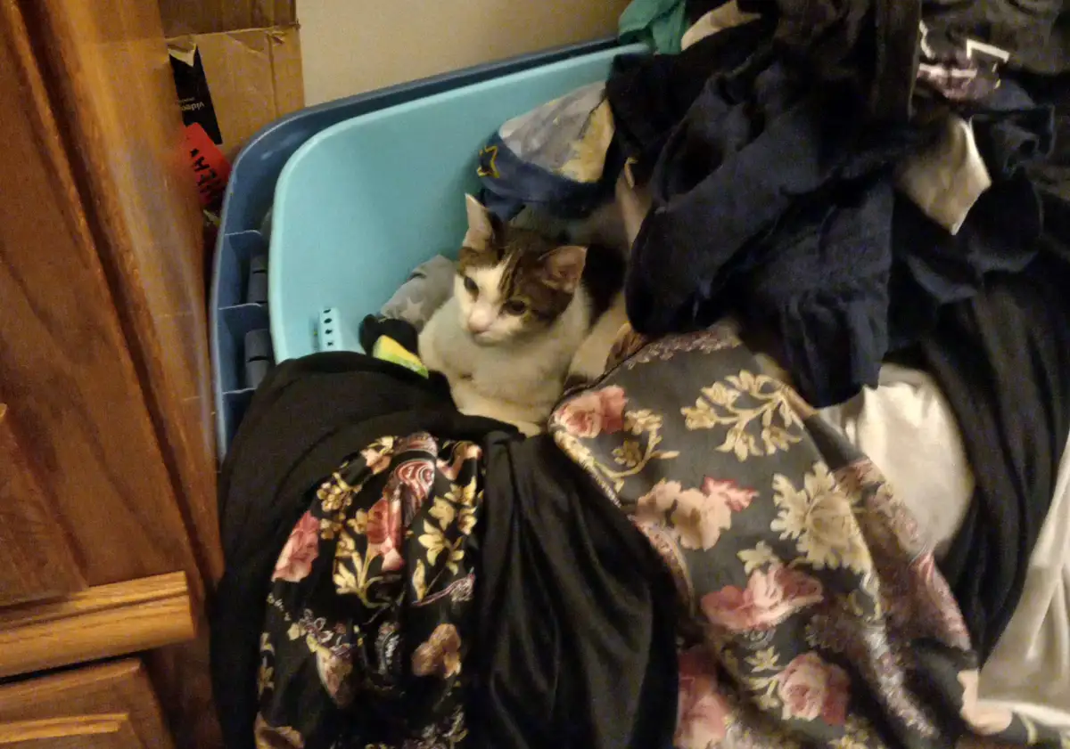 A brown and white cat sits calmly inside a light blue plastic laundry basket, surrounded by a pile of dark and patterned…