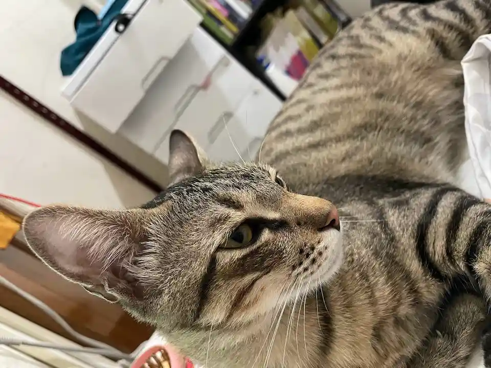 A close-up photo of a tabby cat lying down, looking off to the side with a relaxed, slightly unimpressed expression. The cat…