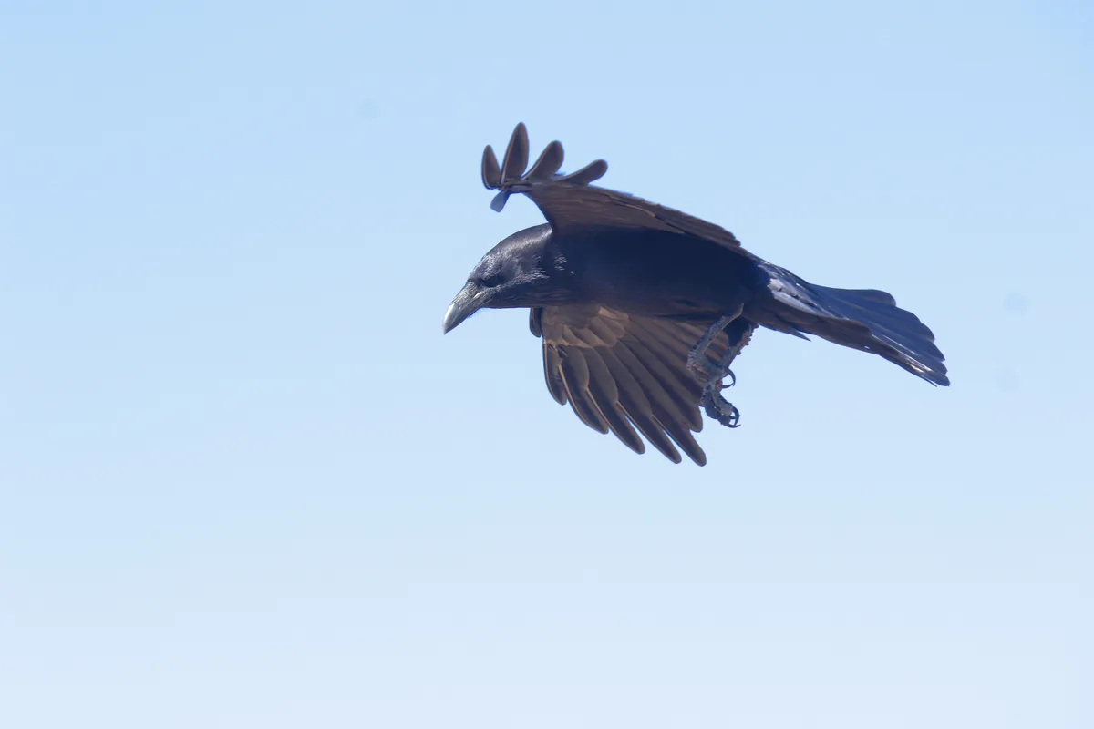 A black bird, likely a crow or raven, is captured mid-flight against a clear blue sky. Its wings are spread, and its talons…