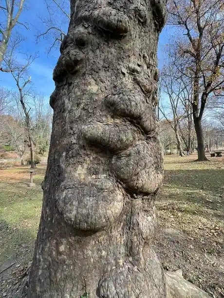The Serenity of a Tree