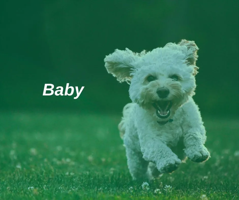 A small, fluffy white dog is captured mid-run across a green lawn, mouth open in an excited expression. The word 'Baby' is…
