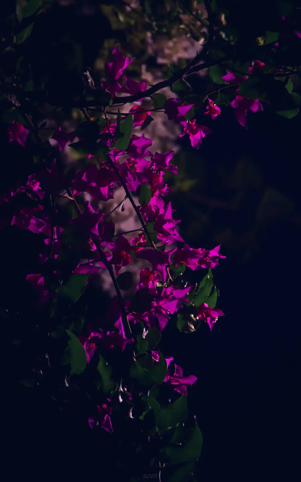 The Enigmatic Purple Flower