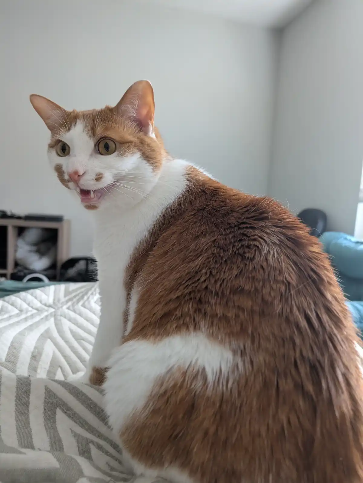 Skippy is here to brighten your morning!