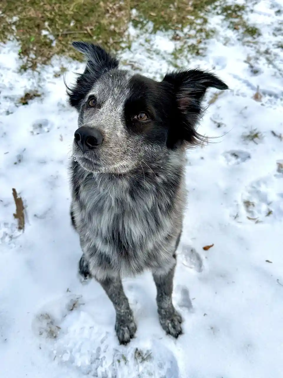 A black and white speckled dog with alert ears stands in a snowy yard, looking up with a slightly confused or resigned…