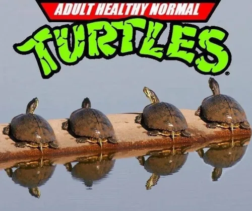 Four turtles are lined up on a log above calm water, their reflections visible below. Bold text overlaid reads 'ADULT…