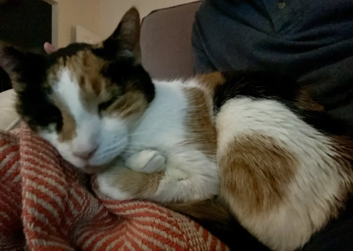 A calico cat with black, white, and orange fur is curled up sleeping on a person's lap, resting on a red and white patterned…