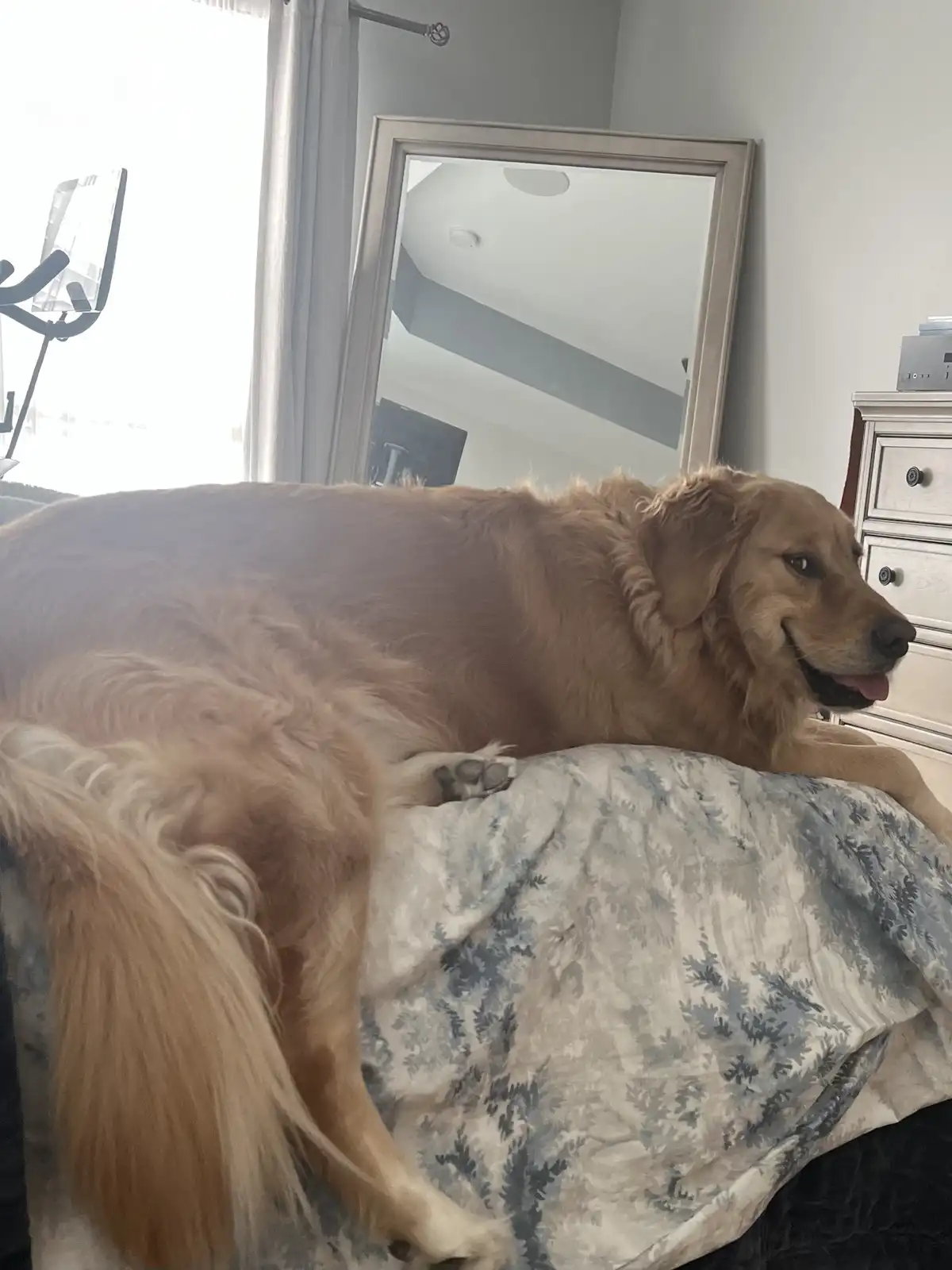Bailey and the Mighty Beef Saga