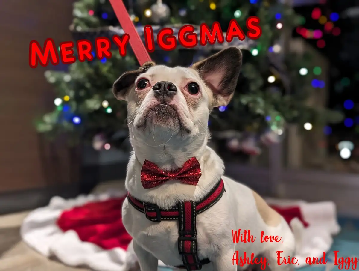 A small white dog with brown ears and a red glitter bowtie sits in front of a blurred Christmas tree with colorful lights…